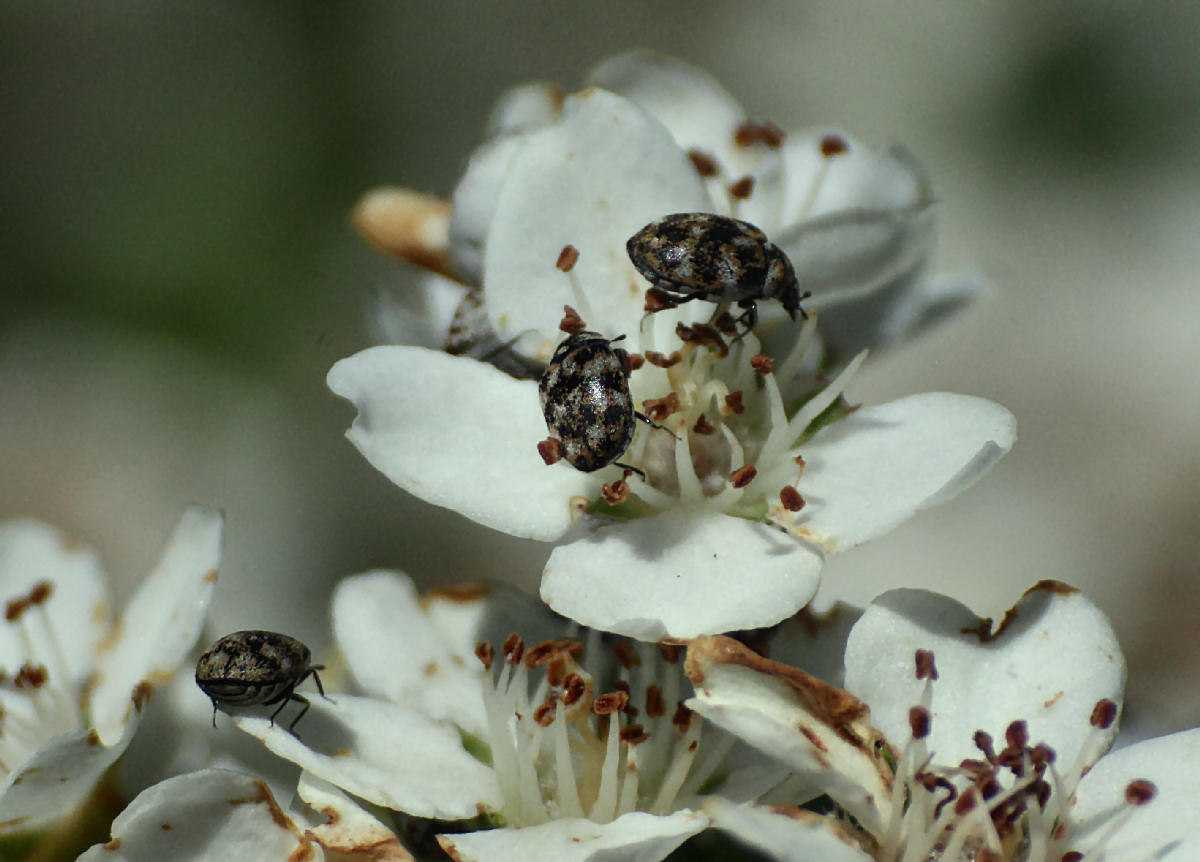 Anthrenus verbasci